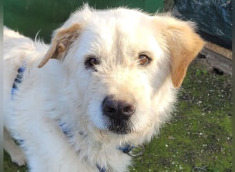 ZEUS, verspielt, total anhänglich, hungrig nach Liebe u.Aufmerksamkeit