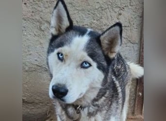 MADDOX sucht streichelnde Hände