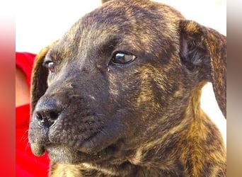 CHIARA, kleines Hundekind in Lebensgefahr CHIARA, kleines Hundekind in Lebensgefahr