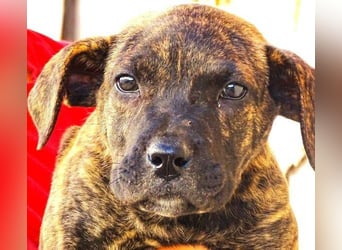 CHIARA, kleines Hundekind in Lebensgefahr CHIARA, kleines Hundekind in Lebensgefahr