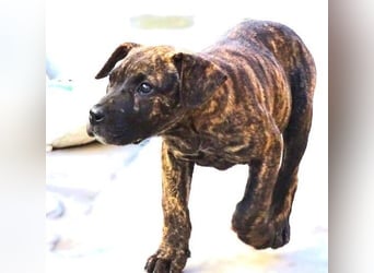 CHIARA, kleines Hundekind in Lebensgefahr CHIARA, kleines Hundekind in Lebensgefahr