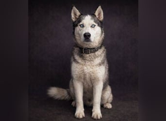 MADDOX sucht streichelnde Hände