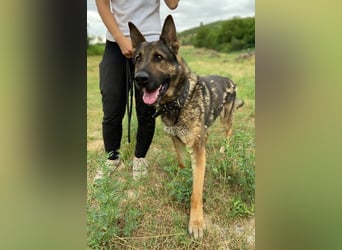 DIESEL ist ein bildschöne Kerl