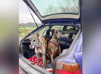 MINA , Galgo sucht ein Zuhause