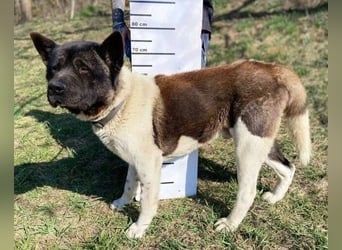 HUGO 2 sein größtes Glück wäre eine Familie