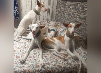 MILKY , weiße Schönheit