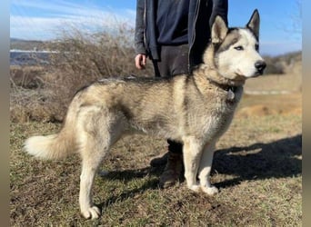 MADDOX sucht streichelnde Hände