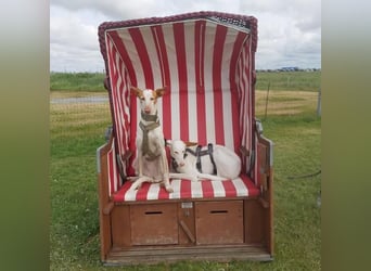 MILKY , weiße Schönheit