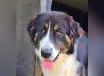 KODA sehnt sich nach einem Zuhause