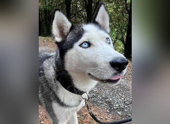 MADDOX sucht streichelnde Hände MADDOX sucht streichelnde Hände