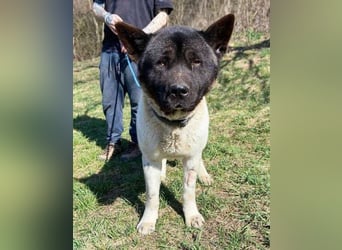 HUGO 2 sein größtes Glück wäre eine Familie