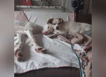 MILKY , weiße Schönheit