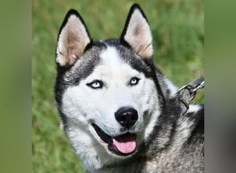 MADDOX sucht streichelnde Hände MADDOX sucht streichelnde Hände