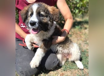 MAGGIE ist eine zauberhaftes Hundemädchen