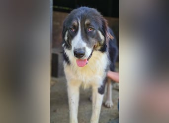 KODA sehnt sich nach einem Zuhause