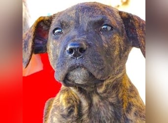 CHIARA, kleines Hundekind in Lebensgefahr CHIARA, kleines Hundekind in Lebensgefahr