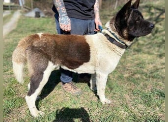 HUGO 2 sein größtes Glück wäre eine Familie