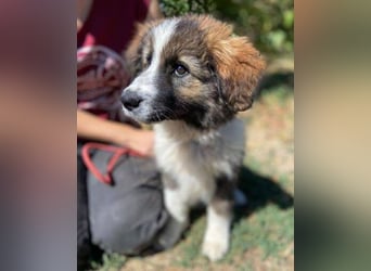 MAGGIE ist eine zauberhaftes Hundemädchen