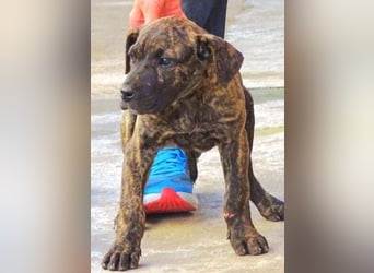 CHIARA, kleines Hundekind in Lebensgefahr CHIARA, kleines Hundekind in Lebensgefahr