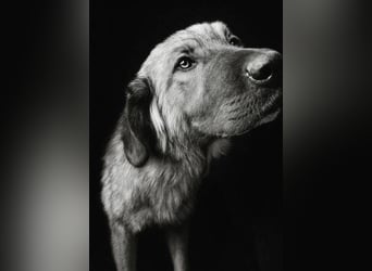 ASTA liebt Menschen sehr