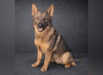 OSCAR wurde herzlos ausgesetzt