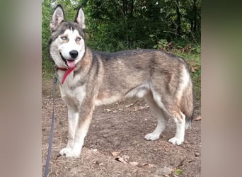 JACKIE braucht dringend ein Zuhause