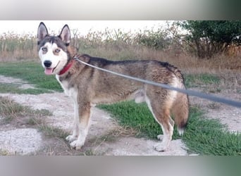 JACKIE braucht dringend ein Zuhause