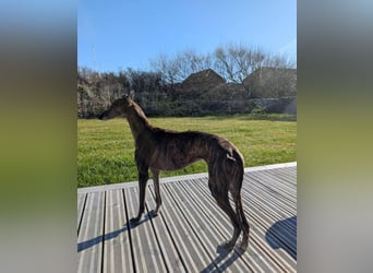 MINA , Galgo sucht ein Zuhause