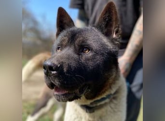 HUGO 2 sein größtes Glück wäre eine Familie