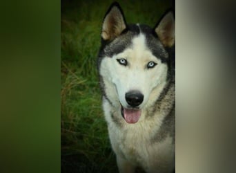 MADDOX sucht streichelnde Hände MADDOX sucht streichelnde Hände