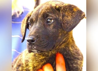 CARLOS,  sein junges Leben schon in Gefahr CARLOS,  sein junges Leben schon in Gefahr