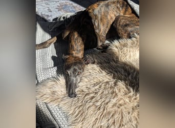 MINA , Galgo sucht ein Zuhause