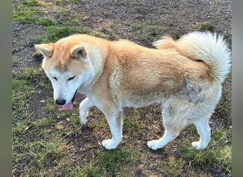 BUBO ist ein Strahlemann