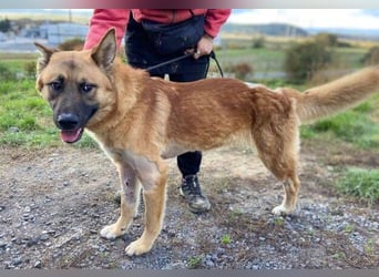 OREIAS musst schon viel aushalten