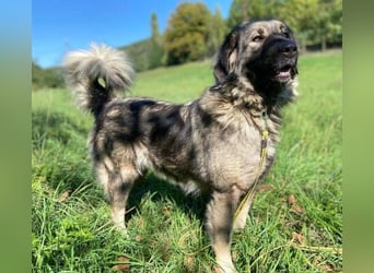 ASTA liebt Menschen sehr