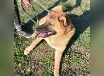 OREIAS musst schon viel aushalten