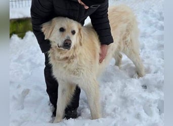 LEON 2 ein sanfter Riese