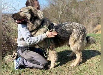 ASTA liebt Menschen sehr