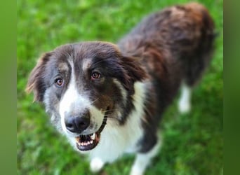 KODA sehnt sich nach einem Zuhause