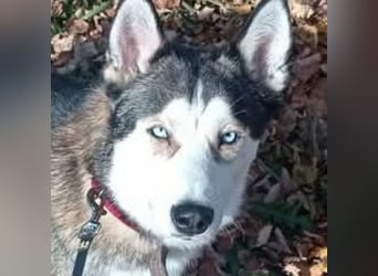 JACKIE braucht dringend ein Zuhause