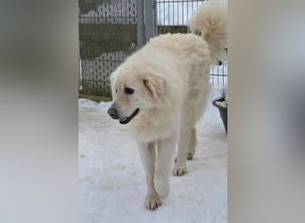 LEON 2 ein sanfter Riese