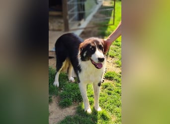 KODA sehnt sich nach einem Zuhause