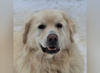 LEON 2 ein sanfter Riese