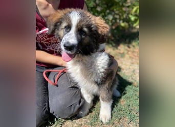 MAGGIE ist eine zauberhaftes Hundemädchen