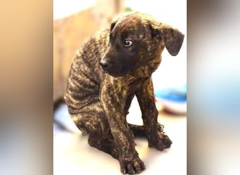 CARLOS,  sein junges Leben schon in Gefahr CARLOS,  sein junges Leben schon in Gefahr