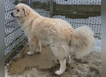 LEON 2 ein sanfter Riese