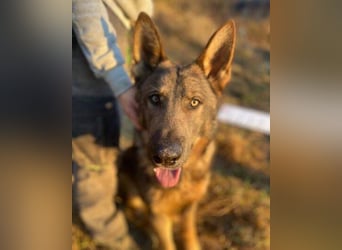 OSCAR wurde herzlos ausgesetzt