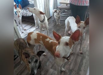 MILKY , weiße Schönheit