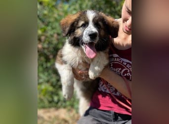 MAGGIE ist eine zauberhaftes Hundemädchen