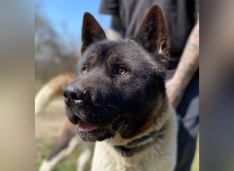 HUGO 2 sein größtes Glück wäre eine Familie